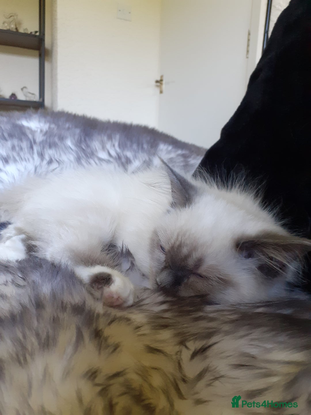 Ragdoll cats for sale: Ragdoll  - Advert 6