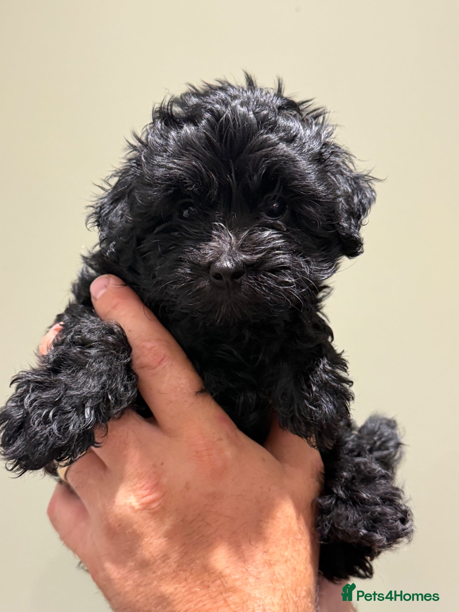 Maltipoo dogs *READY TO LEAVE NOW * F1 Black Female Maltipoo - Advert 2