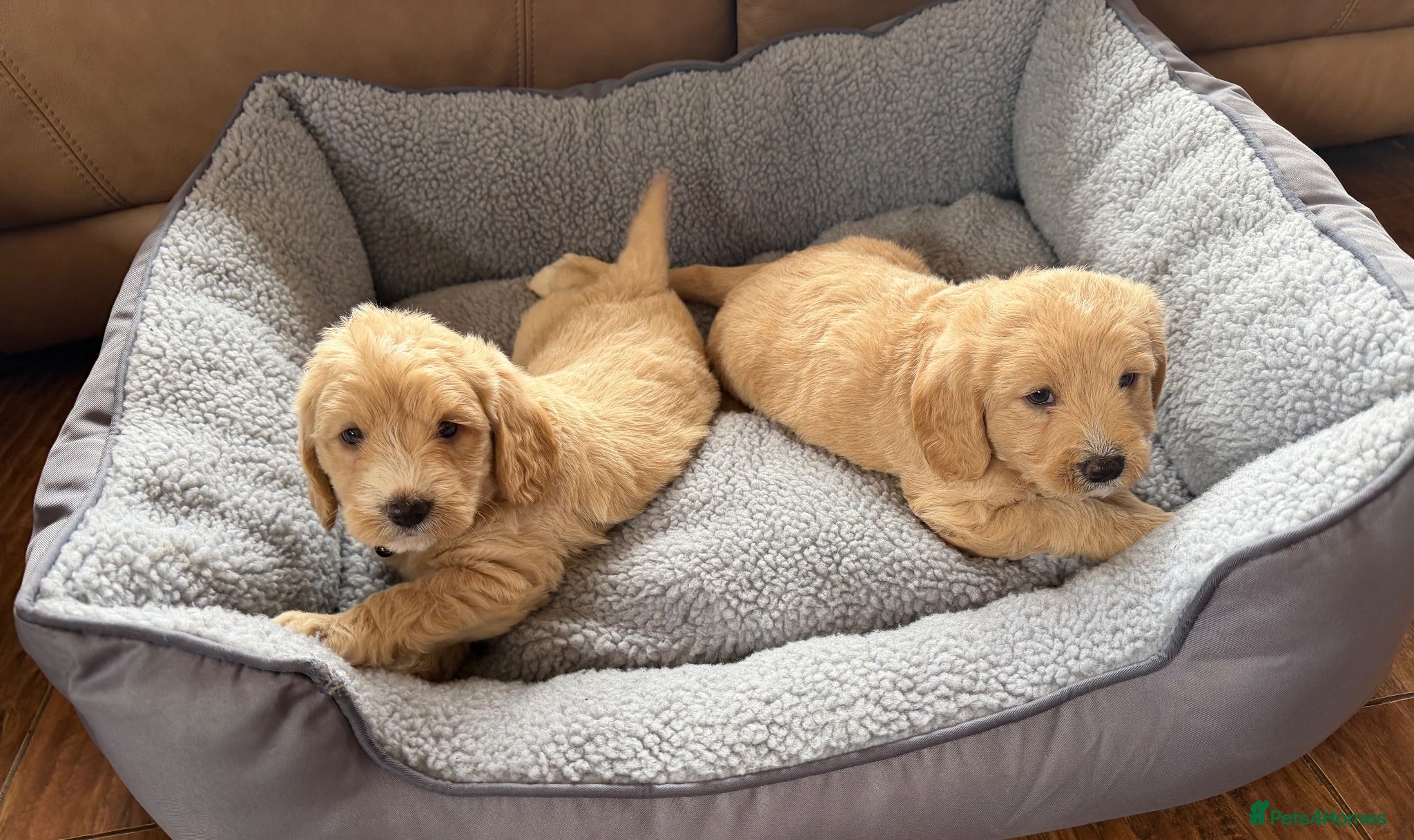 Labradoodle dogs F1 Minature labradoodles - Advert 1