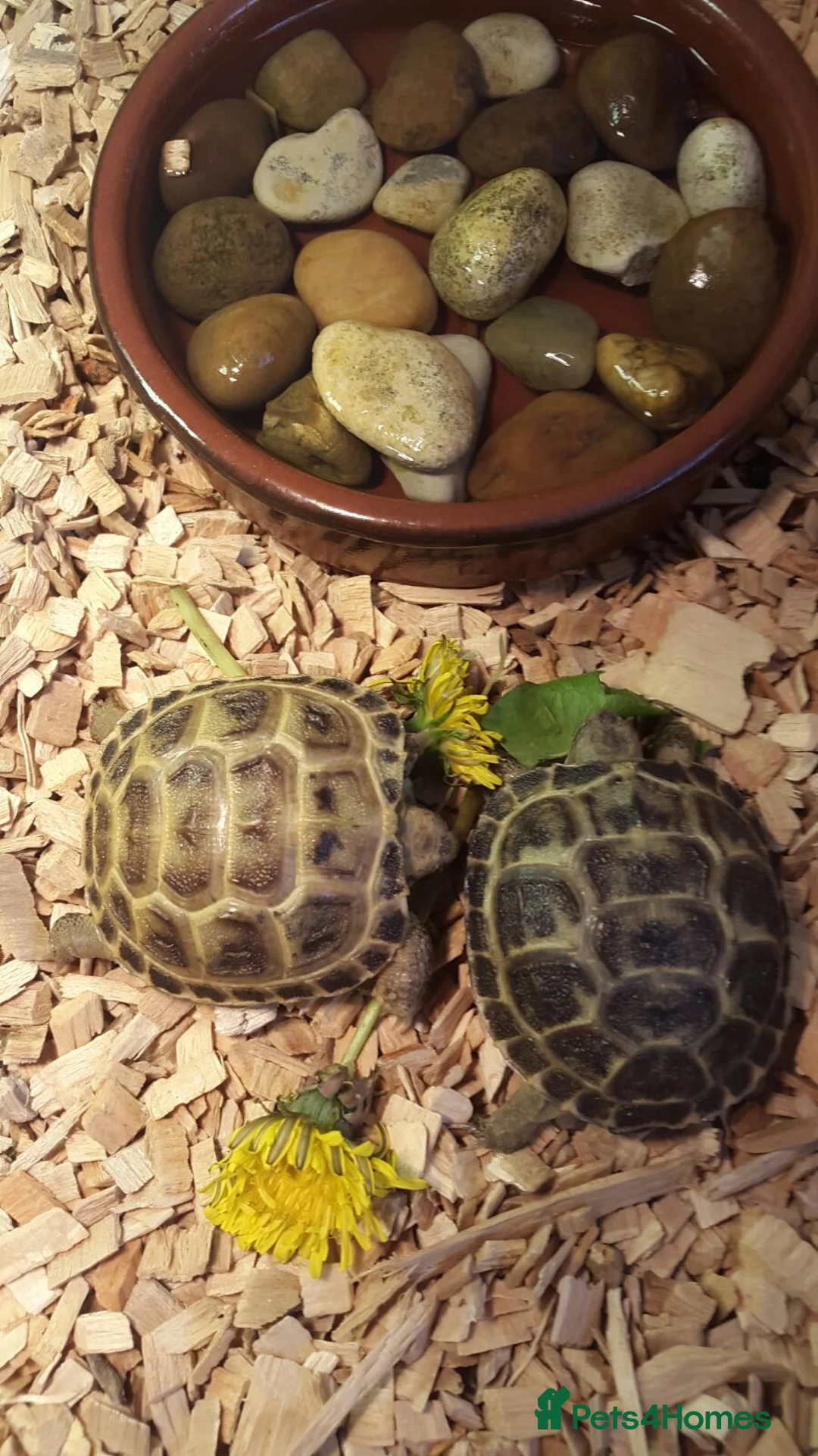 Tortoise reptiles for sale: Baby horsefield tortoise - Advert 9