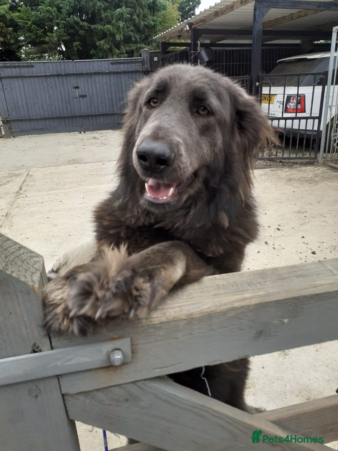 German Shepherd dogs for sale: Gorgeous and Rare German Shepherd Puppies for Sale - Advert 4