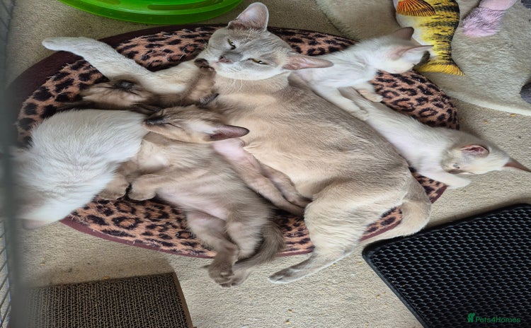 Mixed Breed cats - Advert 1
