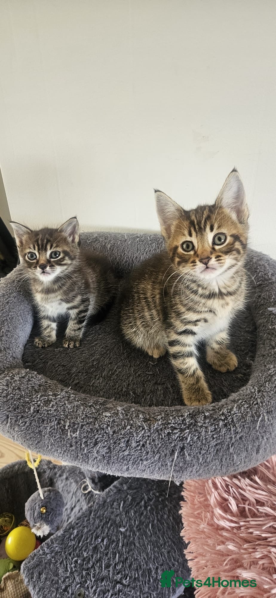 Mixed Breed cats ONLY THREE LEFT KITTENS  - Advert 4