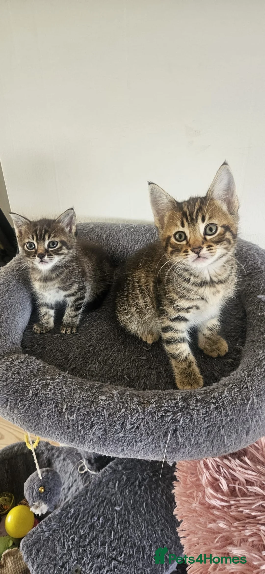 Mixed Breed cats for sale: ONLY THREE LEFT KITTENS  - Advert 1