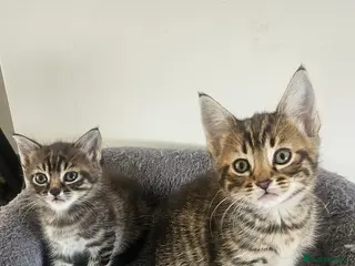 Mixed Breed cats ONLY THREE LEFT KITTENS - Advert 1