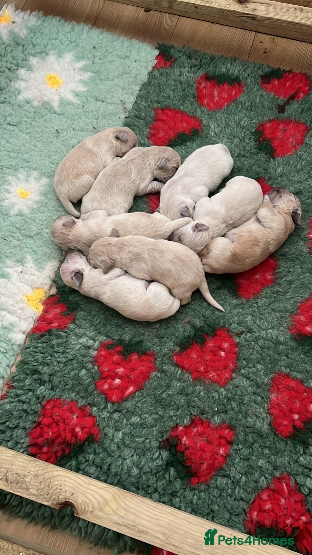 Golden Retriever dogs for sale:  Golden Retriever Puppies – KC Registered - Advert 23