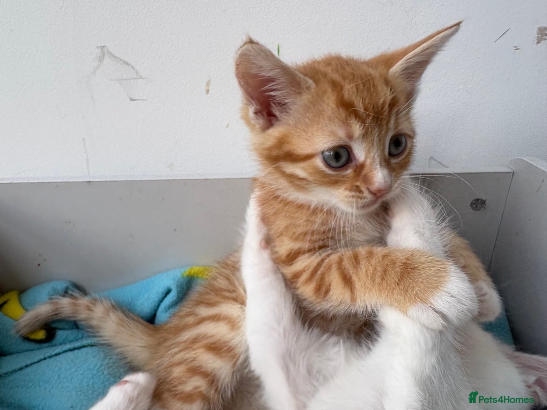 Domestic Shorthair cats for sale: Kittens looking for forever home.  - Image 25