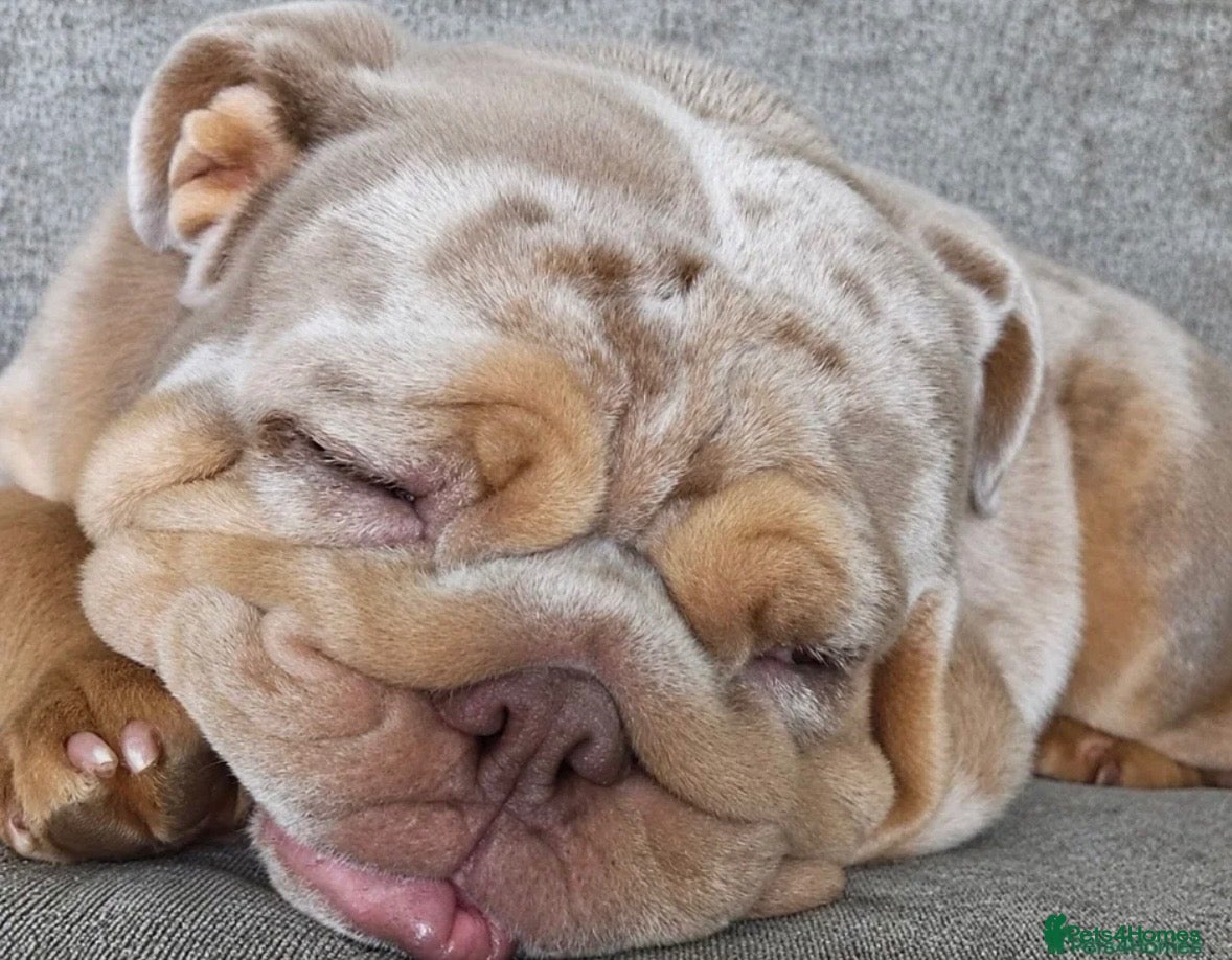English Bulldog dogs Coco x dreamy boys daughter  - Advert 7