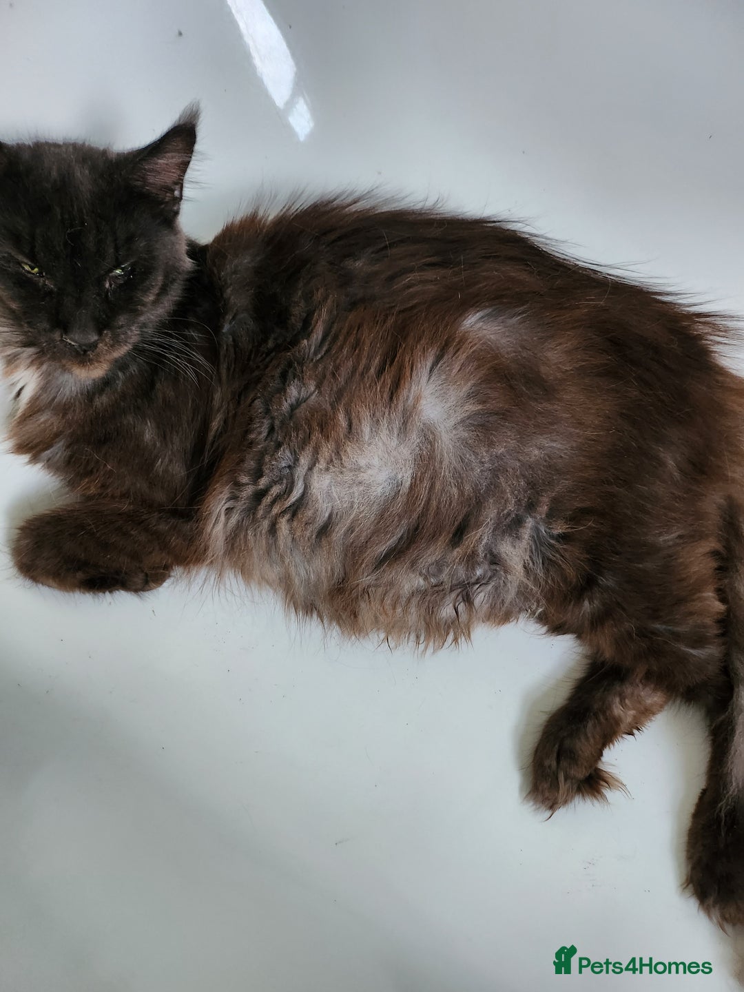 Maine Coon cats for sale: Adult male and female - Image 5