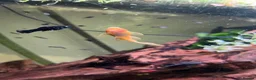 Plecos fish for sale: Blue eye lemon/super red bristlenose - Advert 5