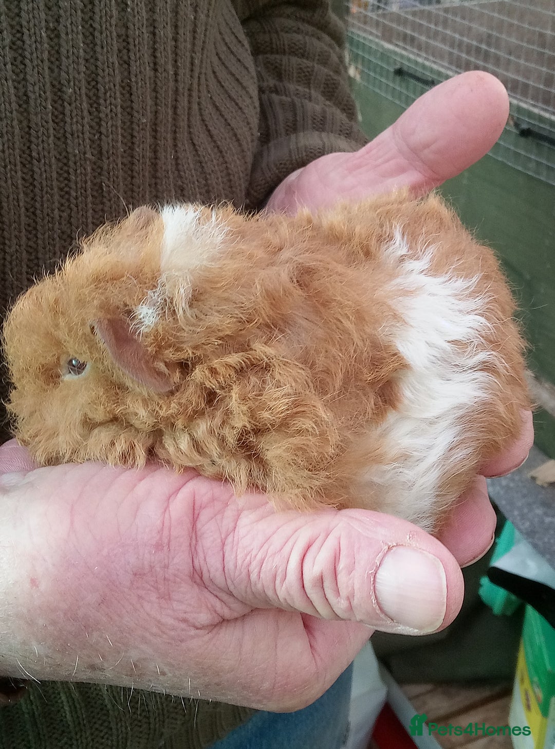 Guinea Pig rodents for sale: Baby long coated Guinea pigs - Advert 4