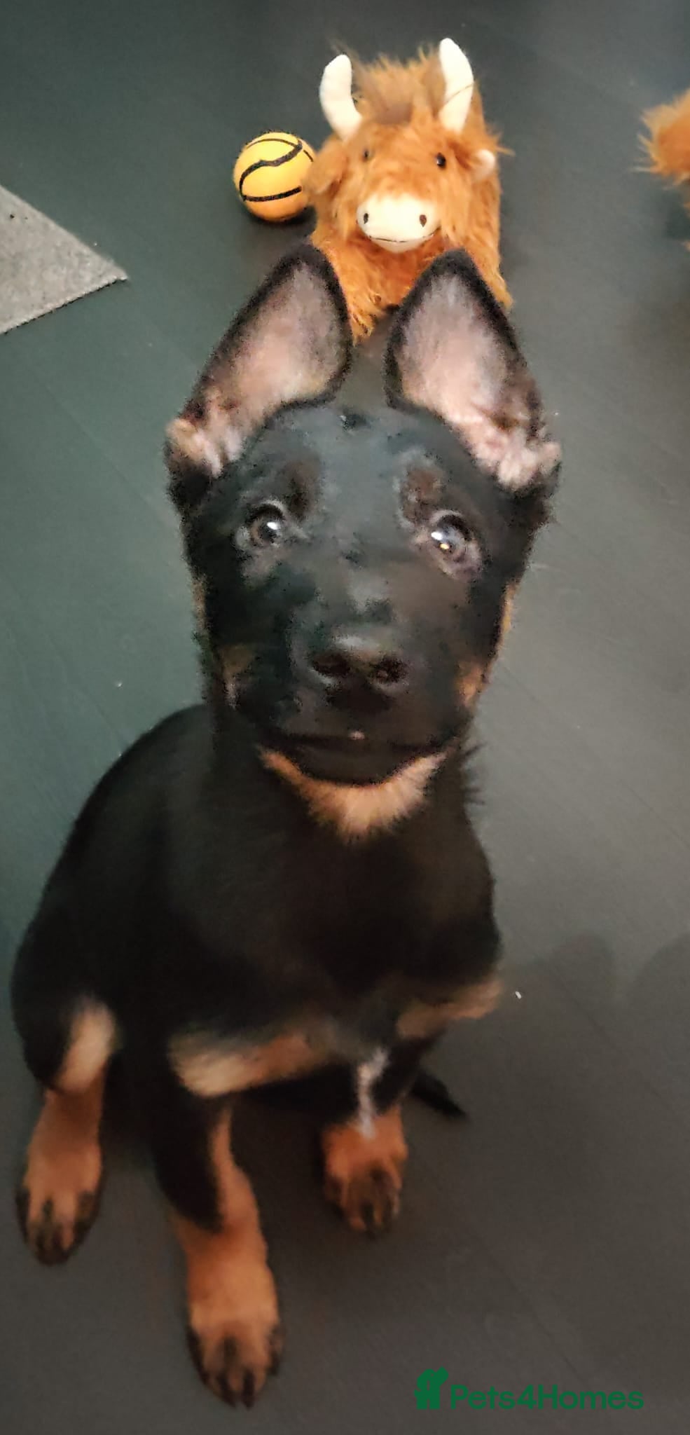 Mixed Breed dogs Belgium shepherd puppies - Advert 11