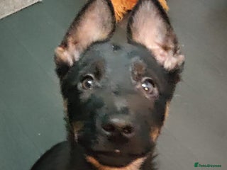 Mixed Breed dogs Belgium shepherd puppies - Advert 11