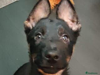 Mixed Breed dogs Belgium shepherd puppies - Advert 18