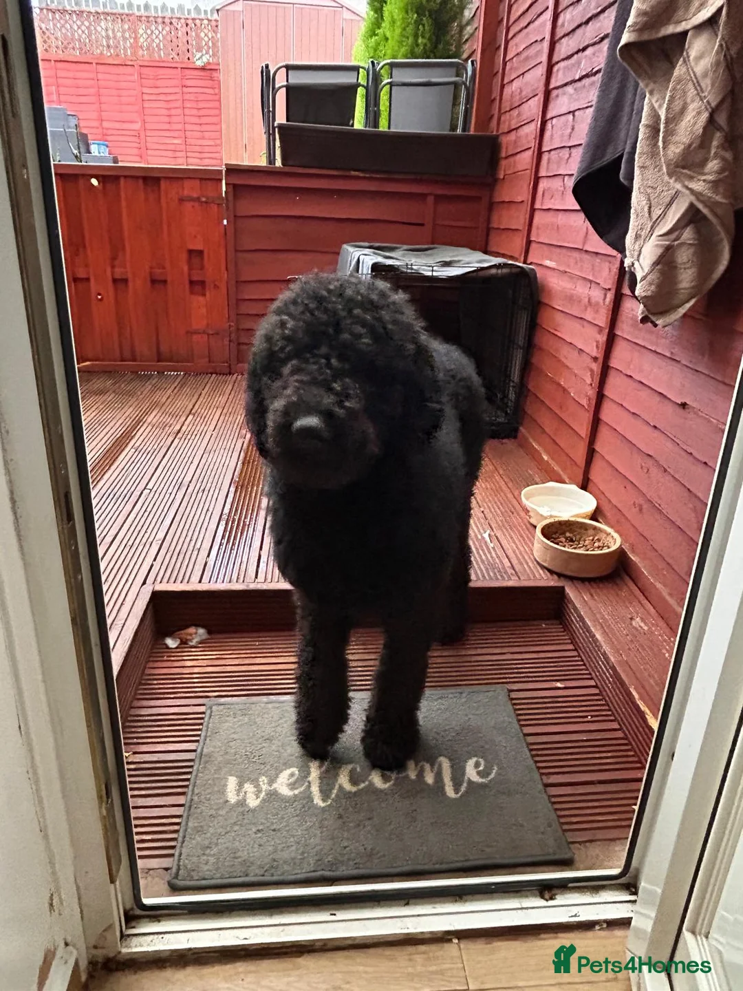 Goldendoodle dogs for sale: Tedy family friend  - Advert 3