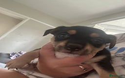 Jack Russell dogs for sale: I have 2 beautiful jack Russell puppy’s  - Image 1