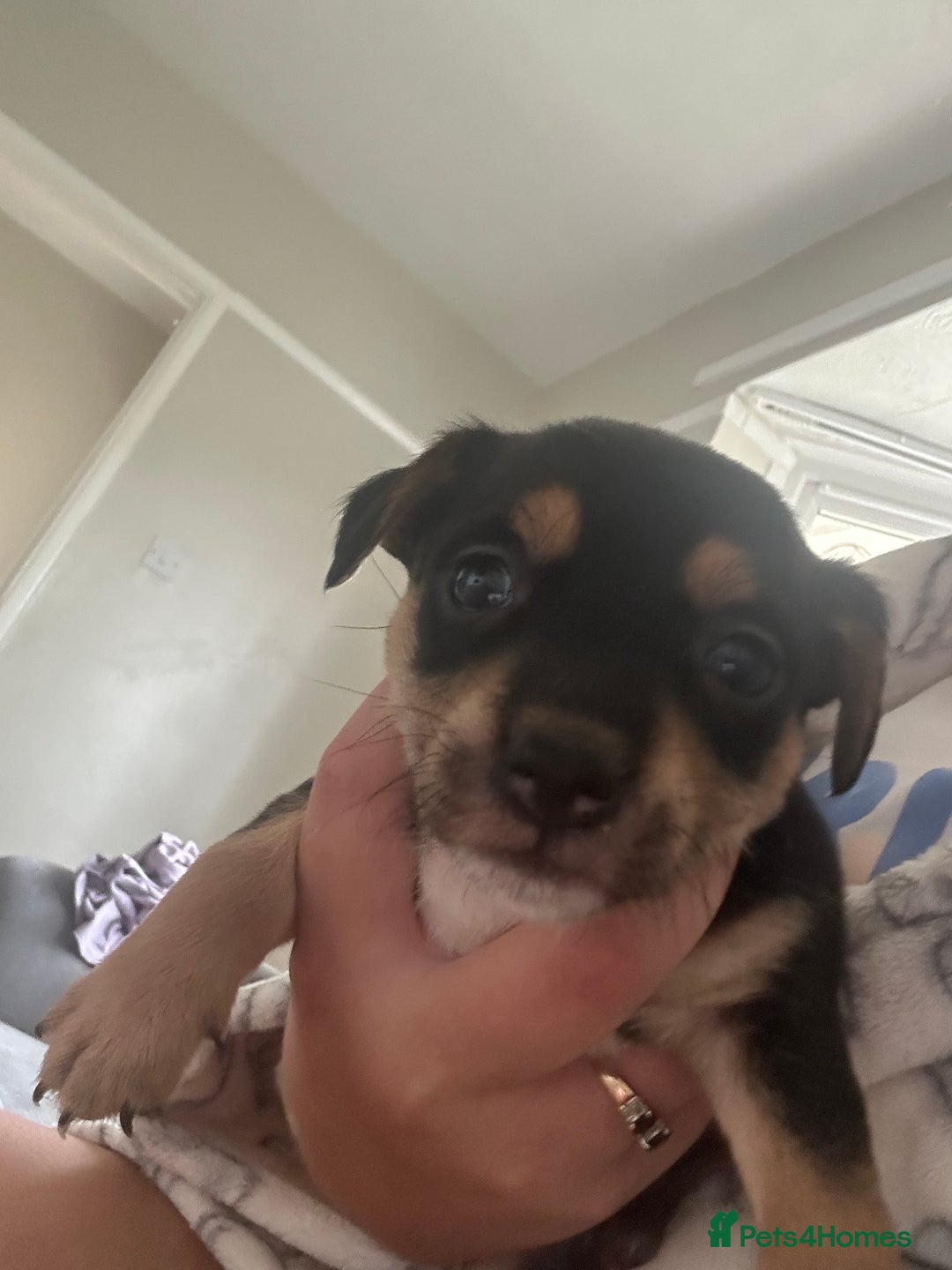 Jack Russell dogs for sale: I have 2 beautiful jack Russell puppy’s  - Image 1