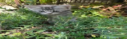 Maine Coon cats for sale: Beautiful Maine Coon X kittens  CUTIES!  - Advert 21