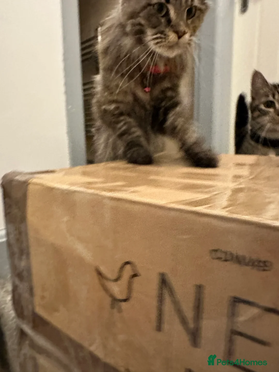 Maine Coon cats for sale: Pure breed Maincoon  - Advert 3