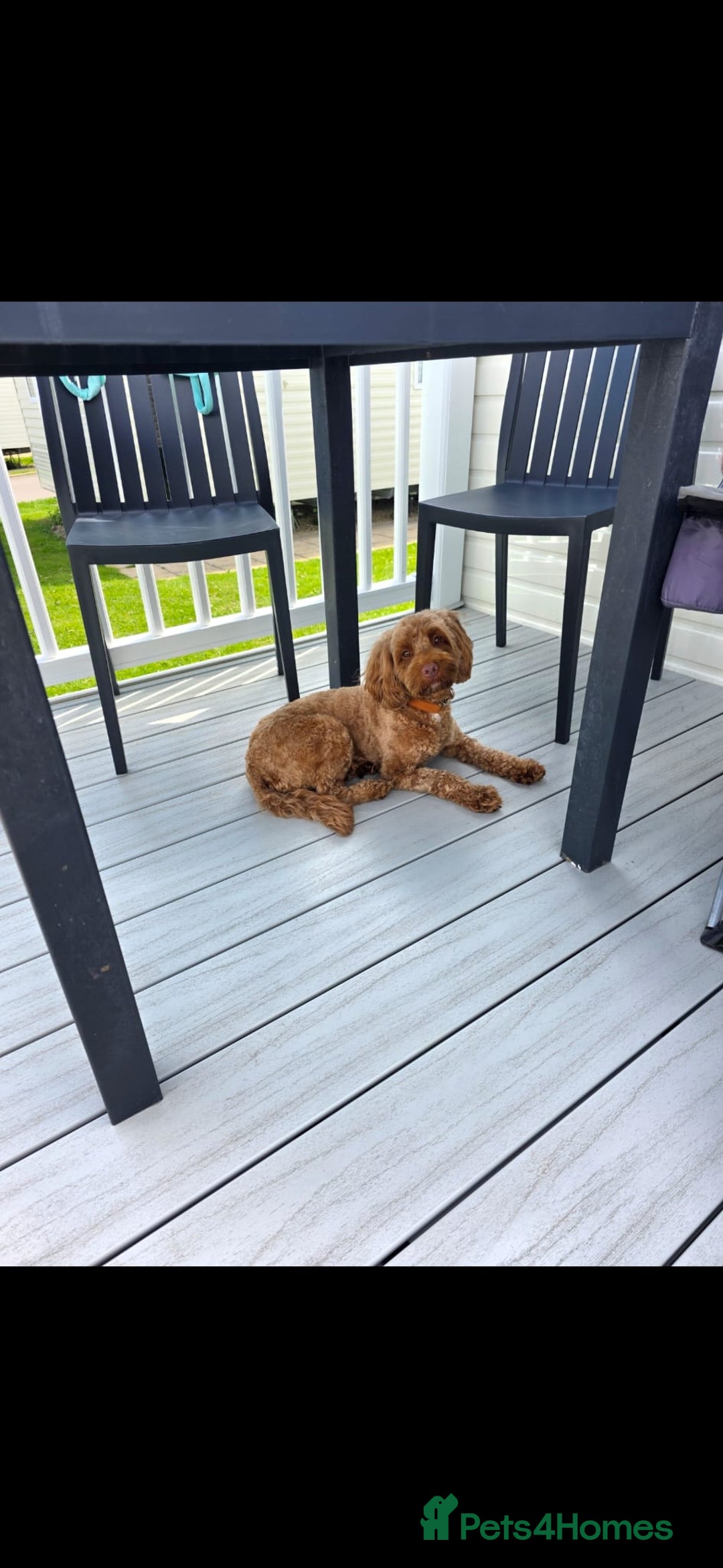 Cockapoo dogs for sale: Cockapoo Puppies - Advert 2