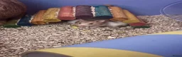 Hamster rodents for sale: Baby Syrian Hamsters - Advert 4