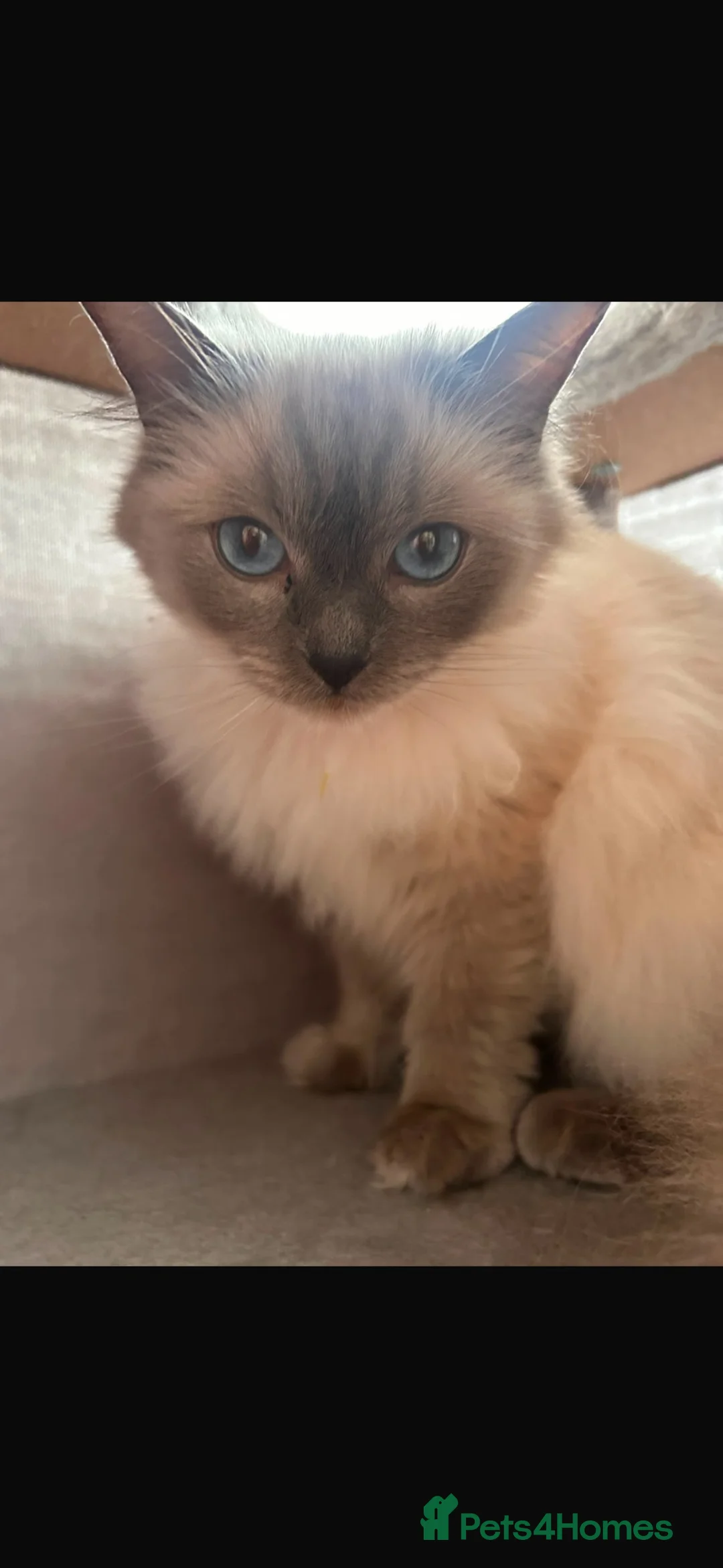 Ragdoll cats for sale: Ragdoll female cat  - Advert 2