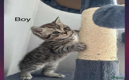Scottish Fold cats for sale: scottish fold kittens  - Image 32