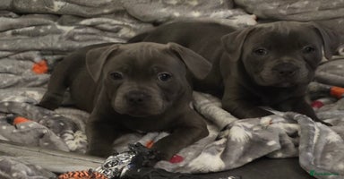 Staffordshire Bull Terrier dogs - Advert 1