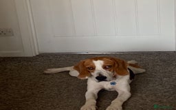Beagle dogs for adoption: Blaze needs his forever home - Image 1