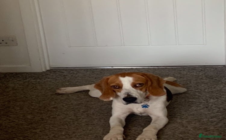 Beagle dogs - Advert 10