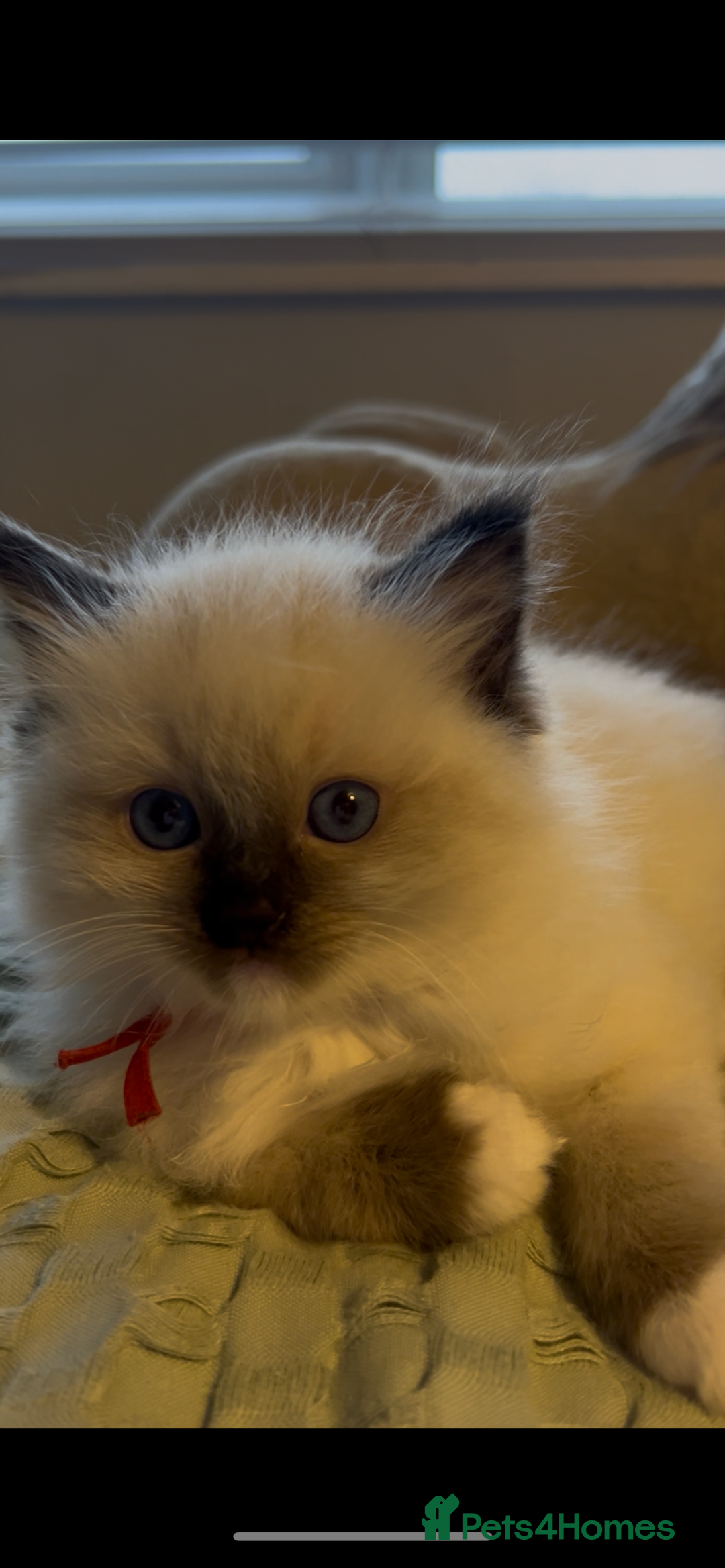 Ragdoll cats for sale: **LAST BOY** CHUNKY RAGDOLL KITTENS FOR SALE - Advert 20