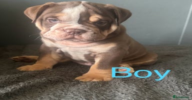 English Bulldog dogs - Advert 14