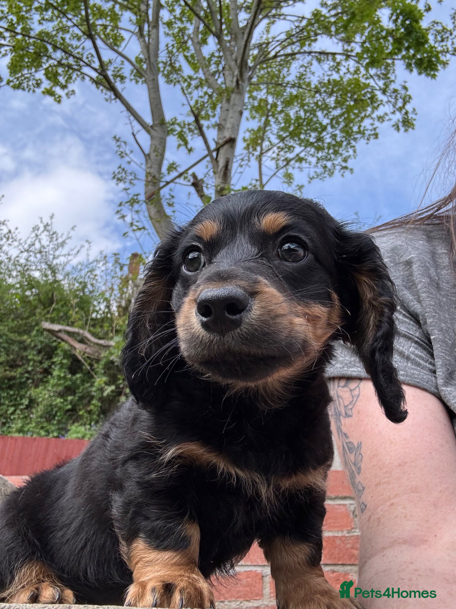 Miniature Dachshund dogs Miniature Dachshund - Advert 4