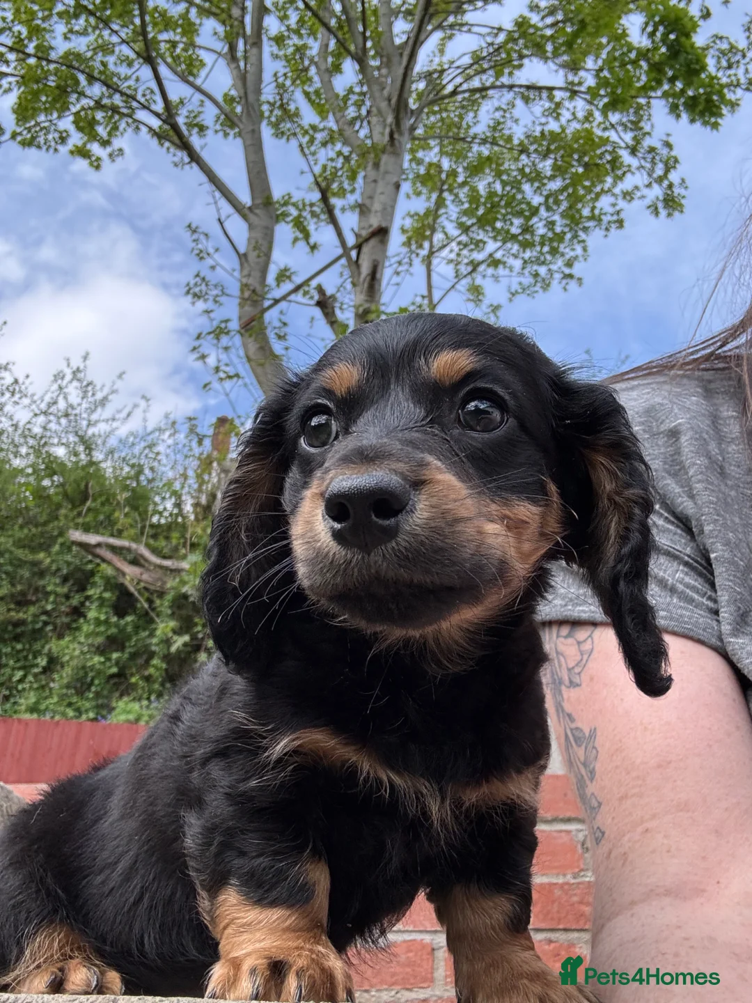 Miniature Dachshund dogs for sale: Miniature Dachshund - Advert 1
