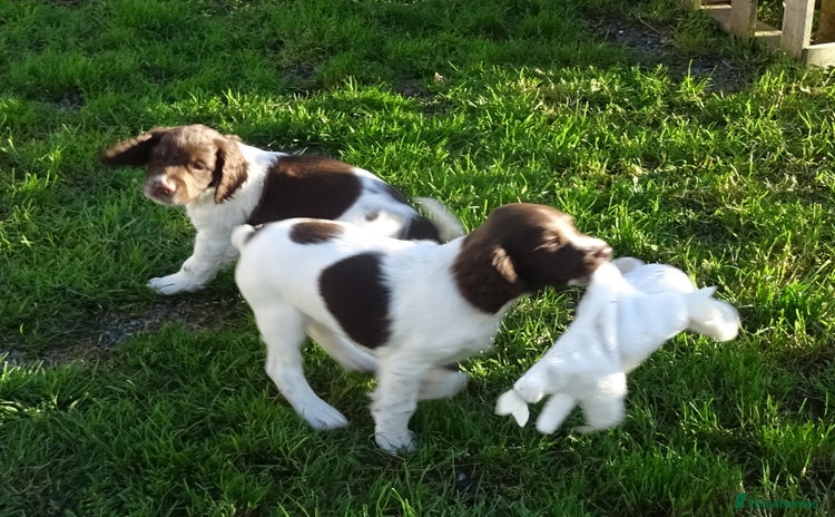 English Springer Spaniel dogs - Advert 2