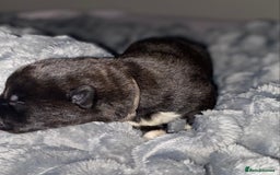 Akita dogs for sale: Beautiful American Akita Puppies  - Advert 22