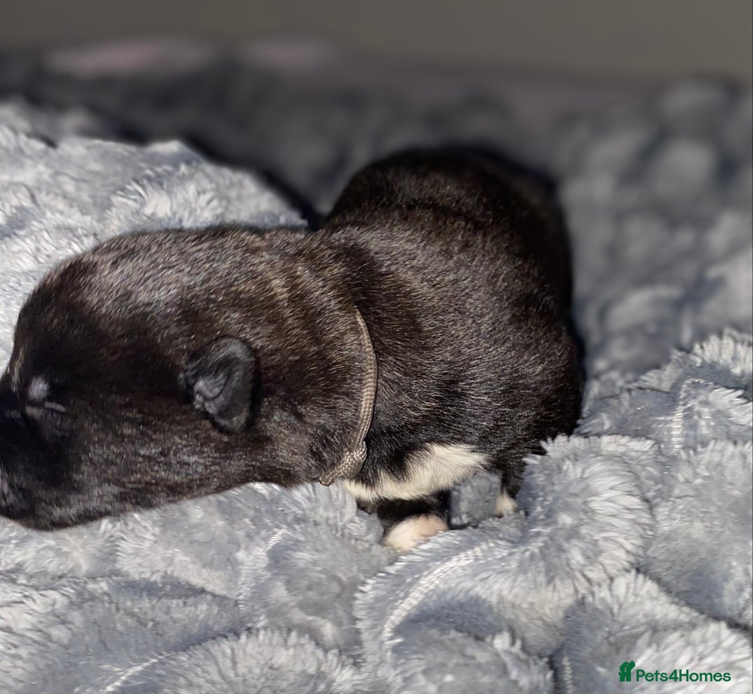 Akita dogs for sale: Beautiful American Akita Puppies  - Advert 22