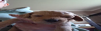 Cockapoo 7