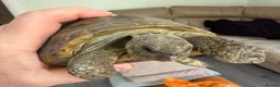 Tortoise reptiles for sale: Horsfield Tortoise for sale - Advert 3
