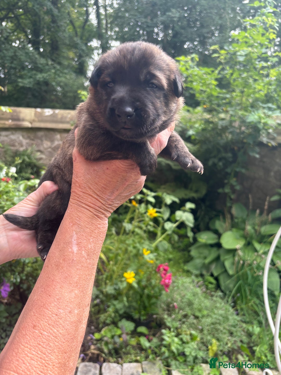 Belgian Shepherd Dog dogs for sale: Dutch shepherd puppies  - Image 17