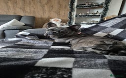 French Bulldog dogs for sale: Female frenchie (18 months old ) - Image 3