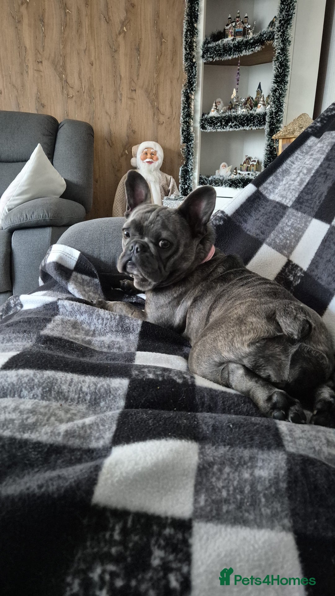 French Bulldog dogs for sale: Female frenchie (18 months old ) - Image 3