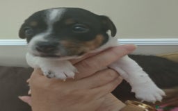 Jack Russell dogs for sale: Jack Russell litter  - Image 16