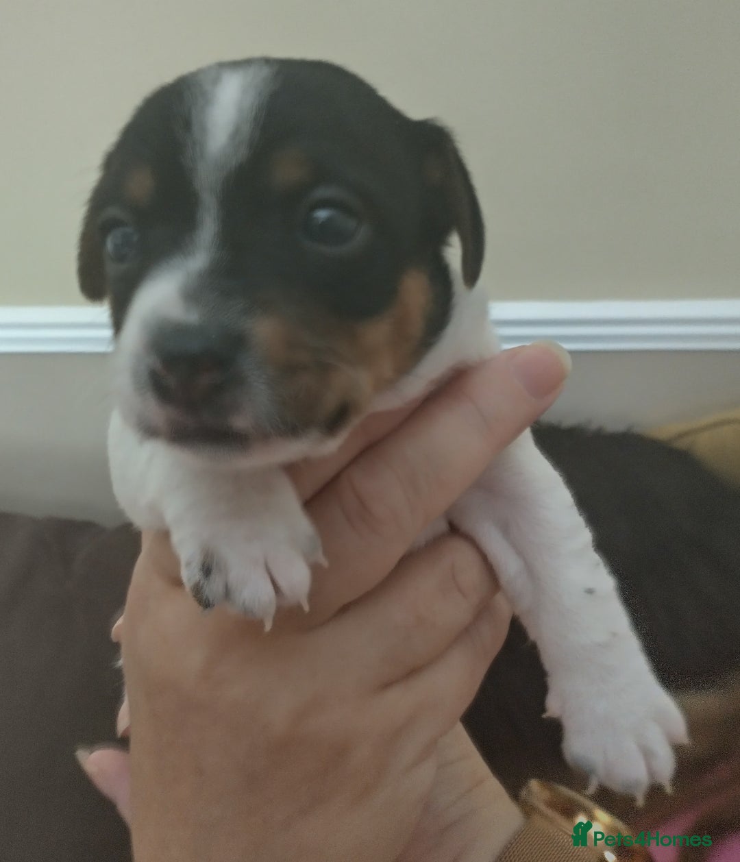 Jack Russell dogs for sale: Jack Russell litter  - Image 16