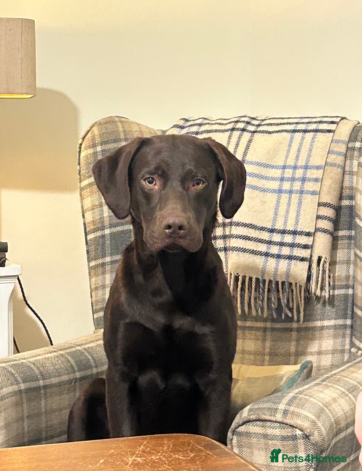 Labrador Retriever dogs WORKING LINE KC REG CHOCOLATE LAB FOR STUD - Advert 10