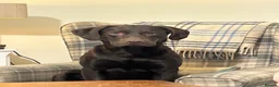 Labrador Retriever dogs for stud: WORKING LINE KC REG CHOCOLATE LAB FOR STUD - Advert 3