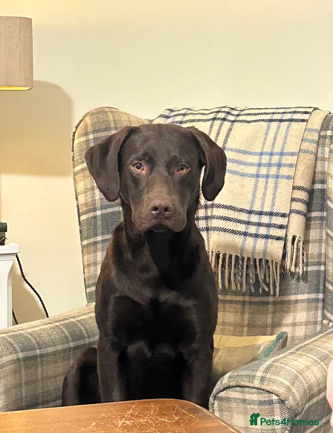 Labrador Retriever dogs for stud: WORKING LINE KC REG CHOCOLATE LAB FOR STUD - Advert 1