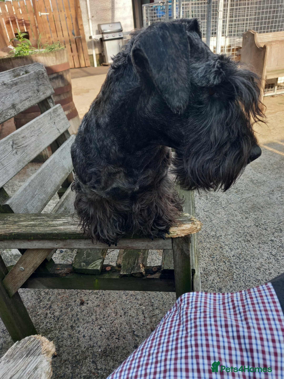 Cesky Terrier dogs for sale: CESKY TERRIER PUPPIES. advance notice - Advert 14