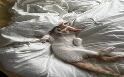 Mixed Breed cats for sale: orange and white kitten for sale  - Image 1