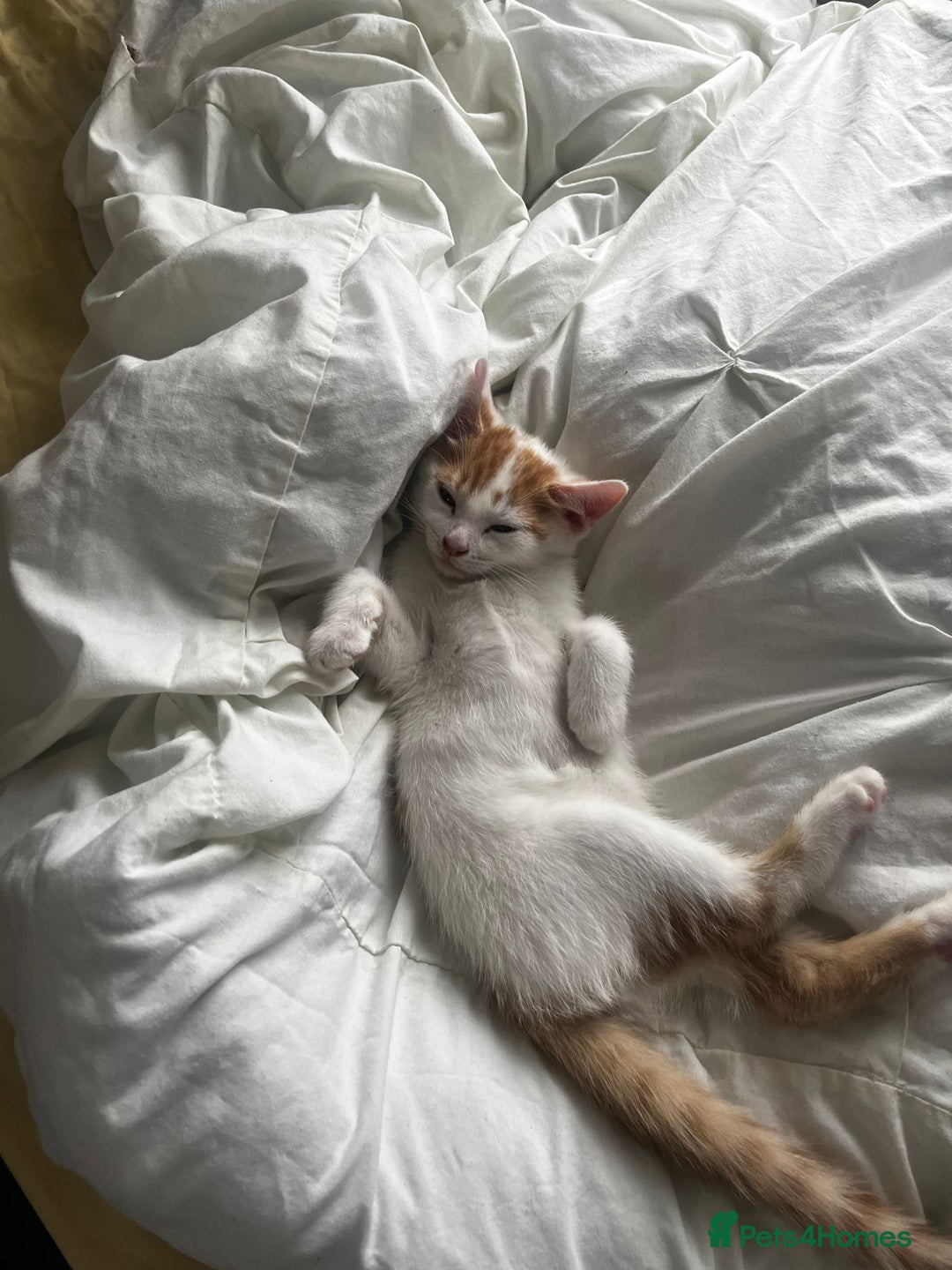 Mixed Breed cats for sale: orange and white kitten for sale  - Image 1